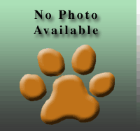 a well breed Petit Basset Griffon Vendeen dog
